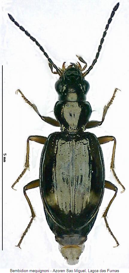 bembidion_mequignoni_hab.jpg