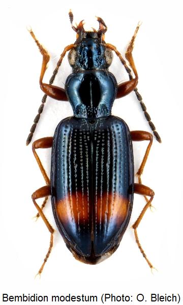 bembidion_modestum_hab.jpg