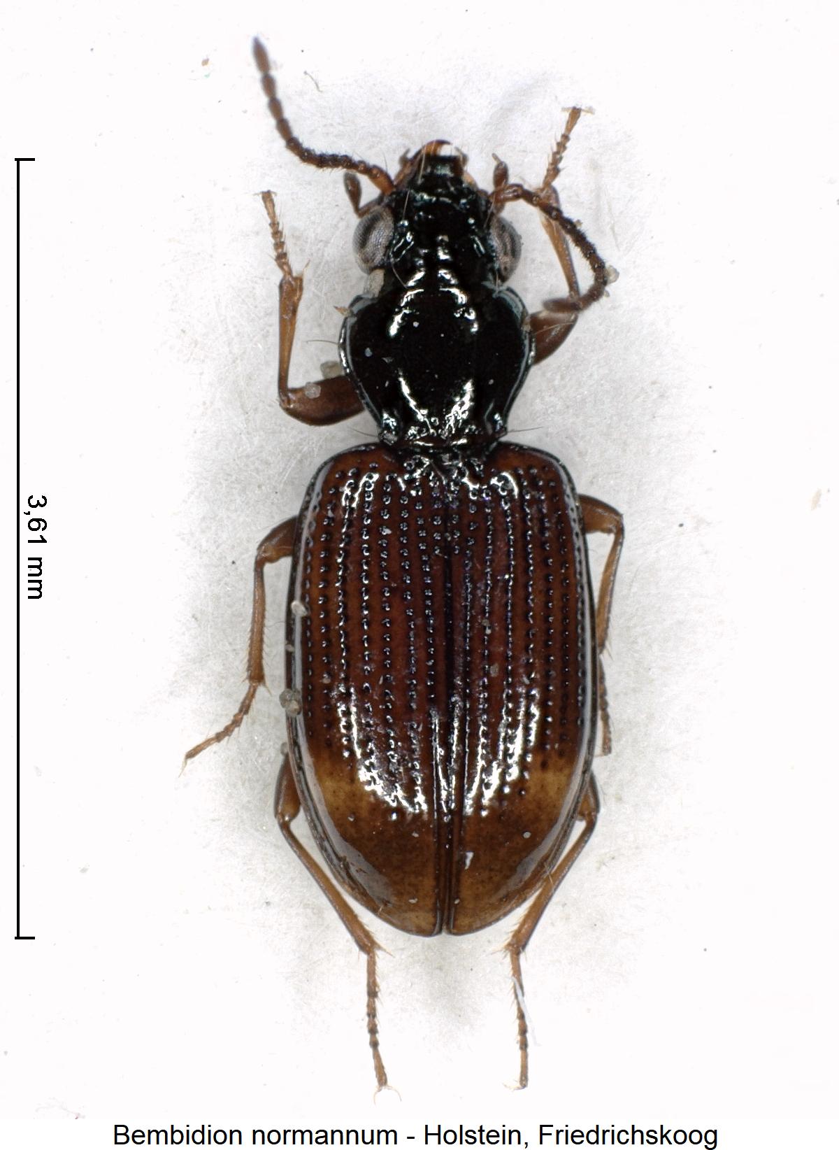bembidion_normannum_hab.jpg
