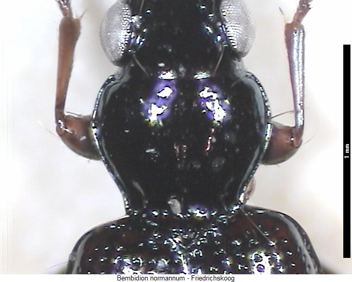 bembidion_normannum_vk.jpg
