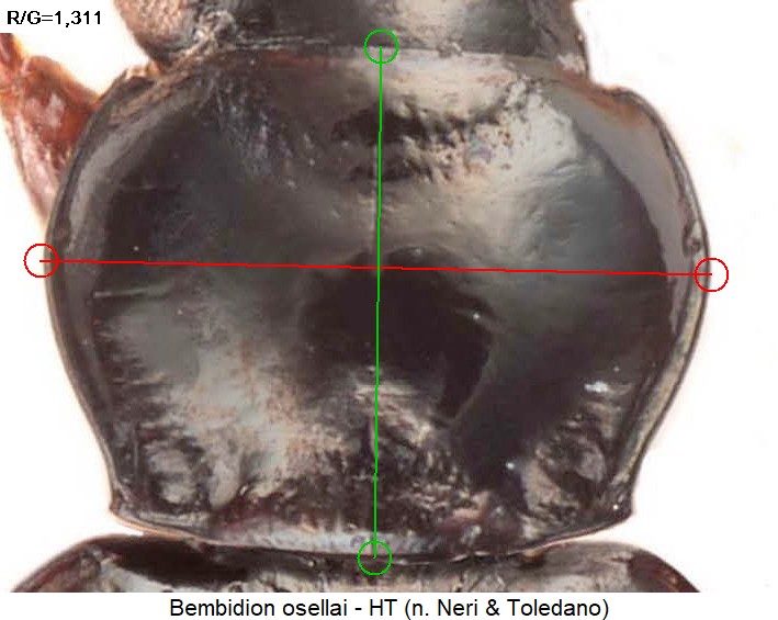 bembidion_osellai_hsch.jpg
