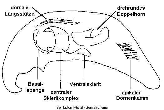 bembidion_phyla_aed.jpg