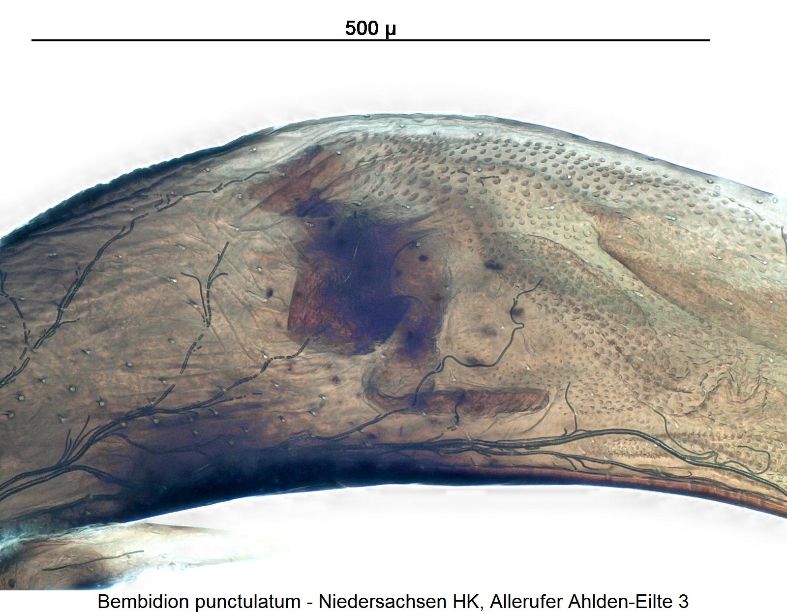 bembidion_punctulatum1.jpg