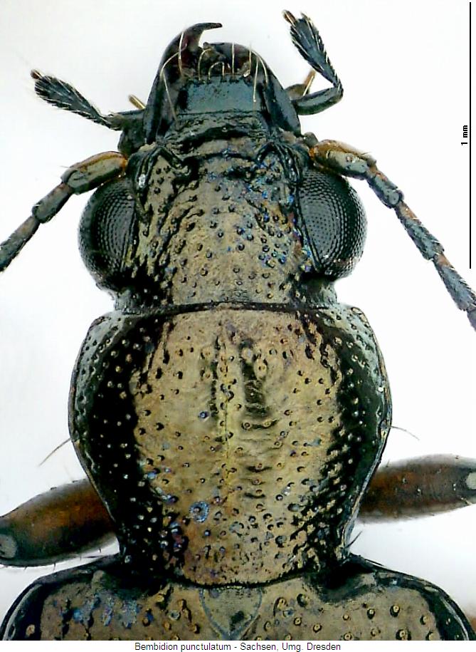 bembidion_punctulatum_vk.jpg