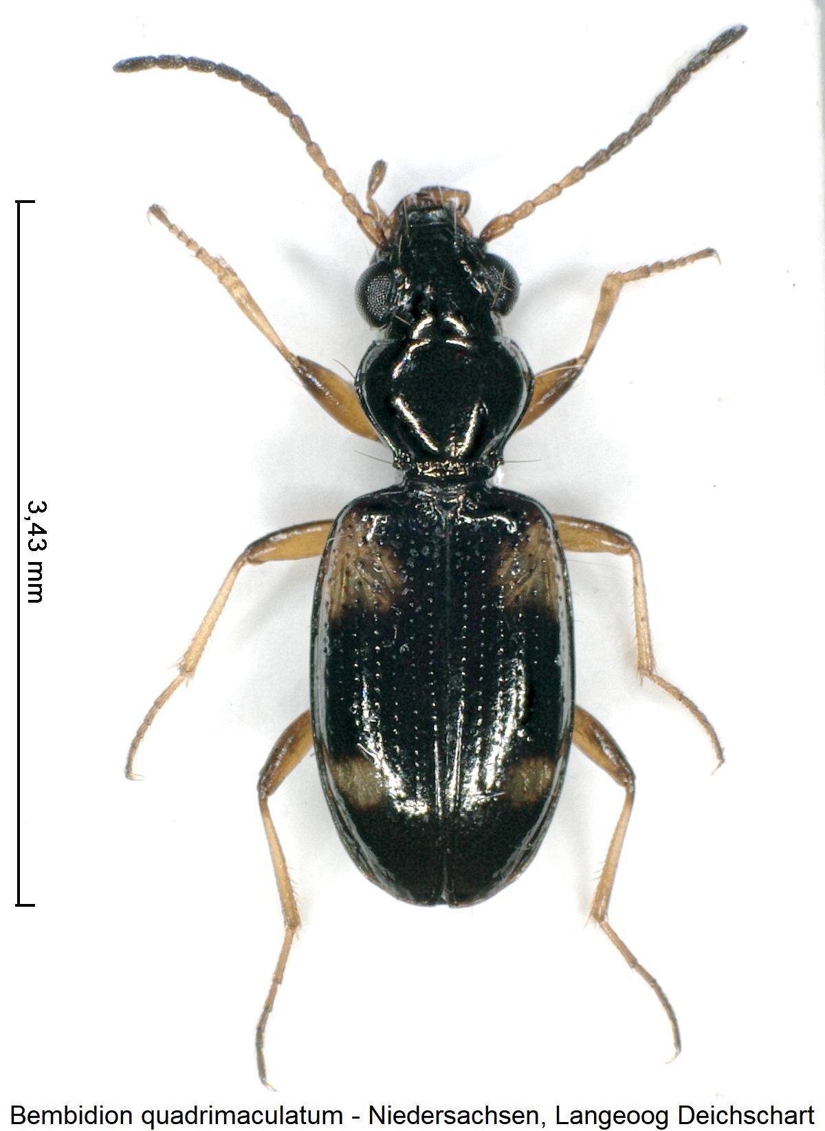 bembidion_quadrimaculatum_hab.jpg