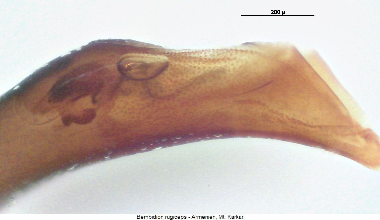 bembidion_rugiceps3.jpg