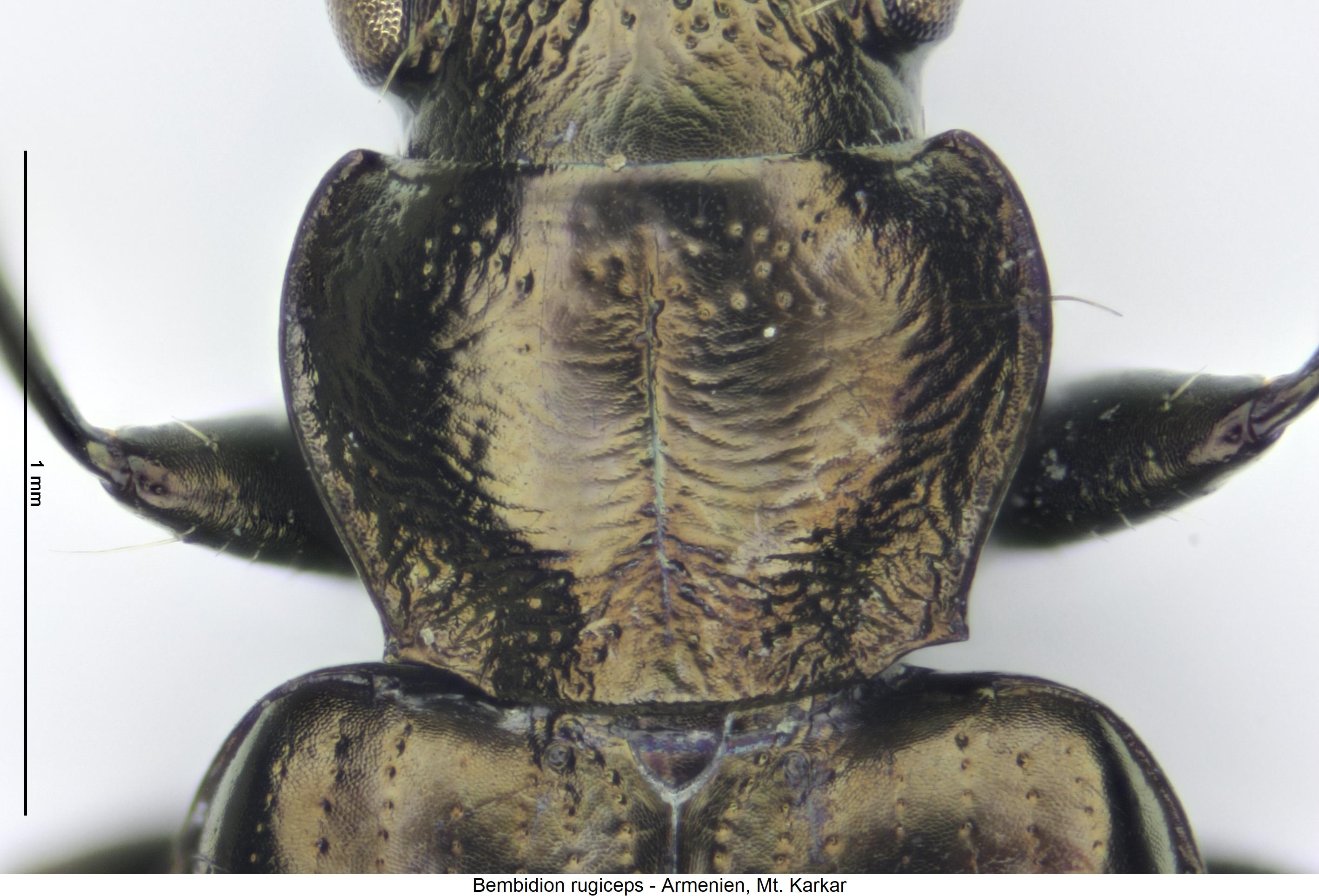 bembidion_rugiceps_hsch1.jpg