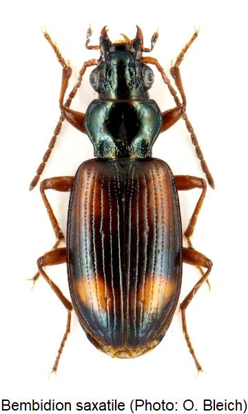 bembidion_saxatile_hab.jpg