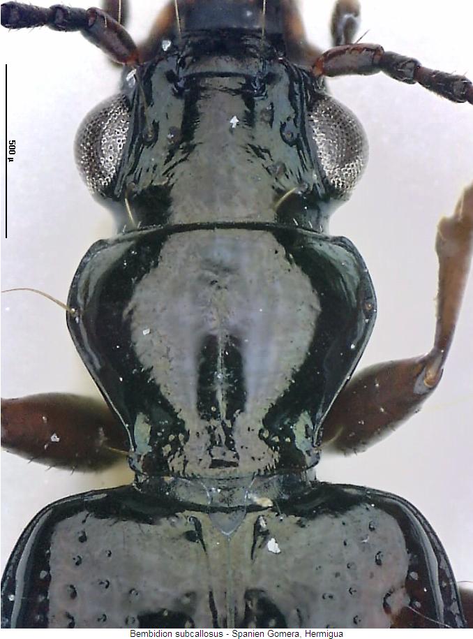 bembidion_subcallosus_vk.jpg