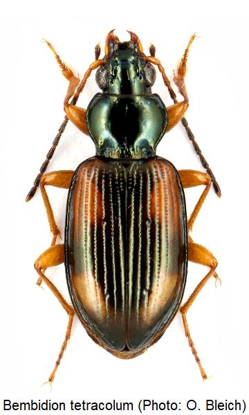 bembidion_tetracolum_hab1.jpg