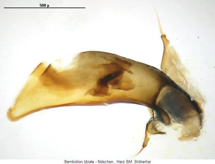 bembidion_tibiale2.jpg