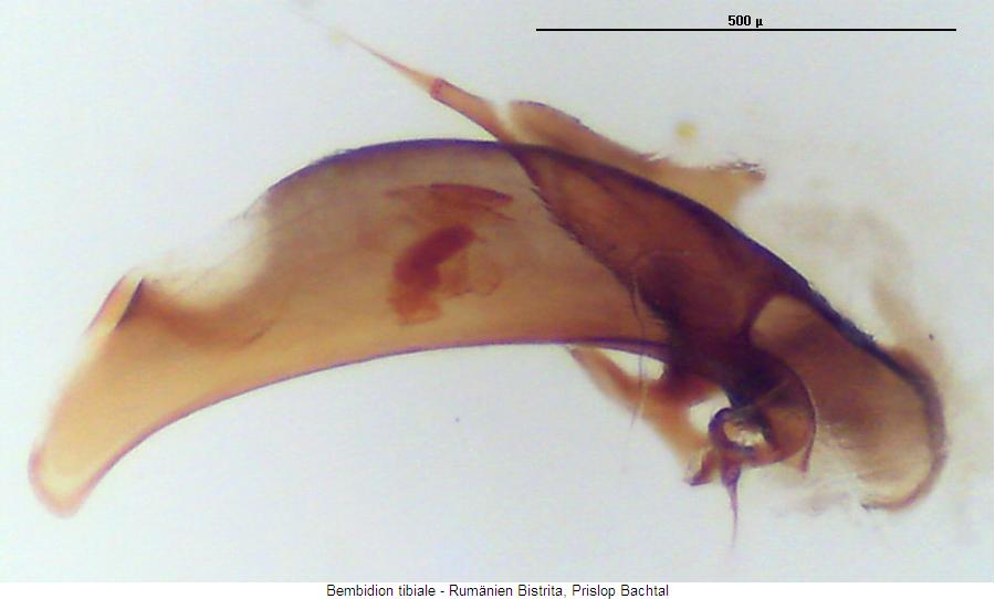 bembidion_tibiale3.jpg