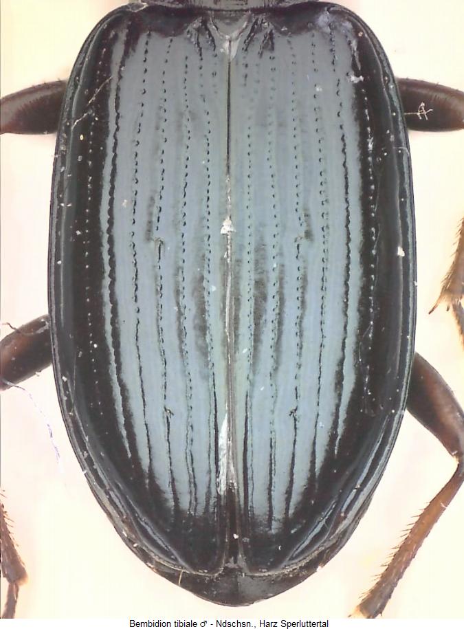 bembidion_tibiale_fld.jpg