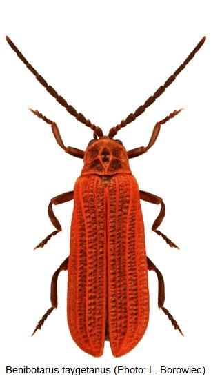 benibotarus_taygetanus_hab.jpg