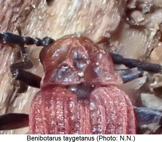benibotarus_taygetanus_vk.jpg