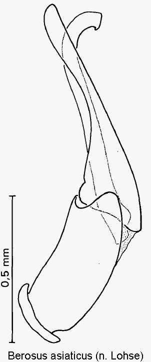 berosus_asiaticus.gif