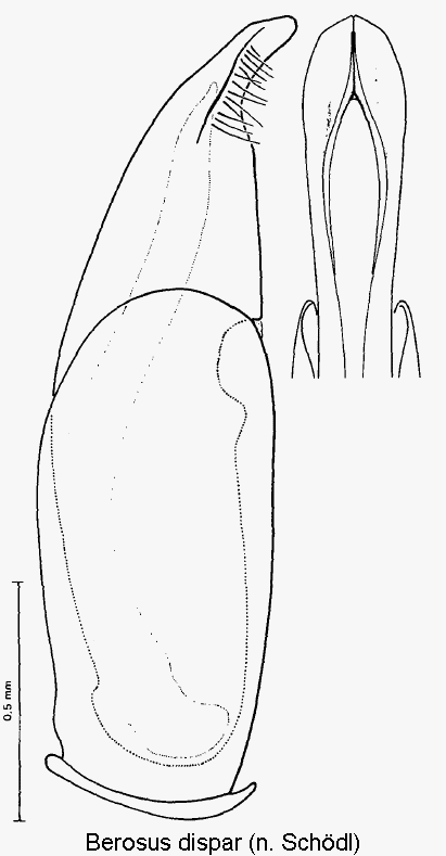 berosus_dispar.gif