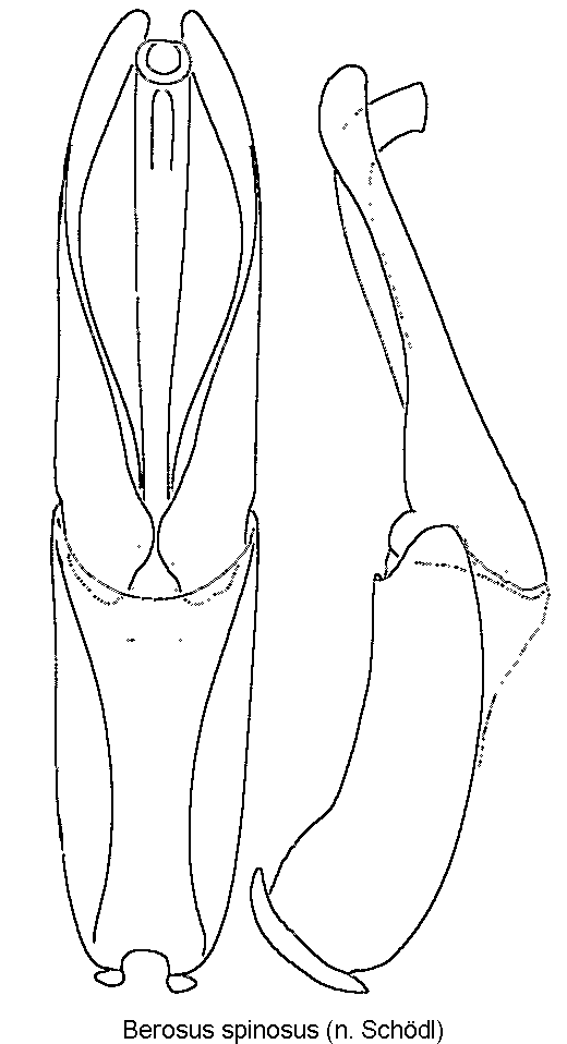berosus_spinosus.gif