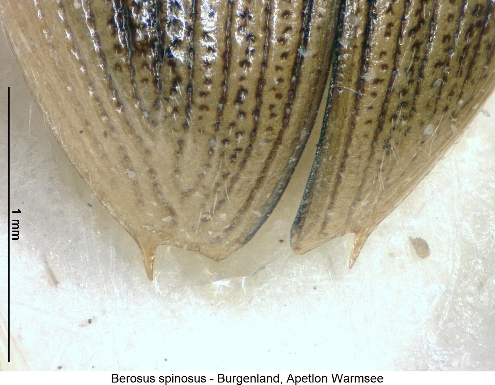 berosus_spinosus_fld.jpg