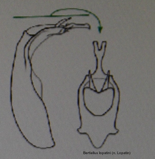 bertiellus_lopatini_aed.jpg