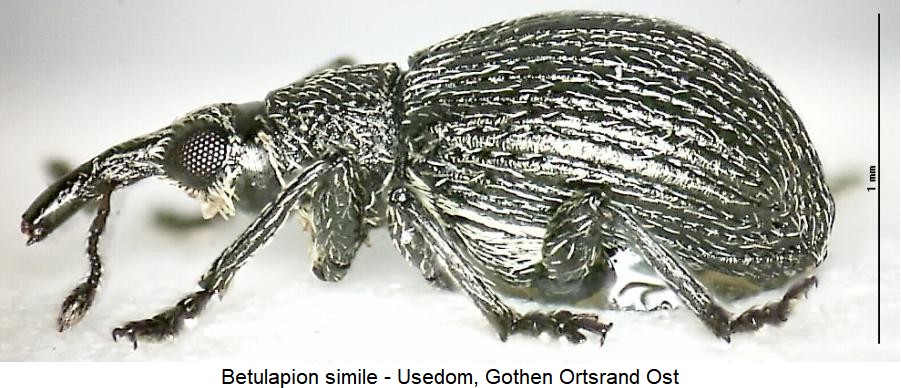 betulapion_simile_sa.jpg