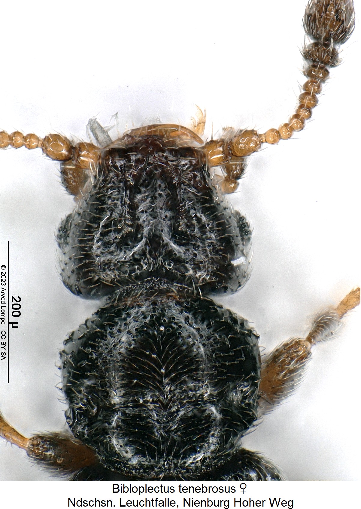 bibloplectus_tenebrosus_w_vk.jpg
