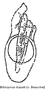 bibloporus_mayeti.gif