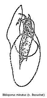 bibloporus_minutus.gif