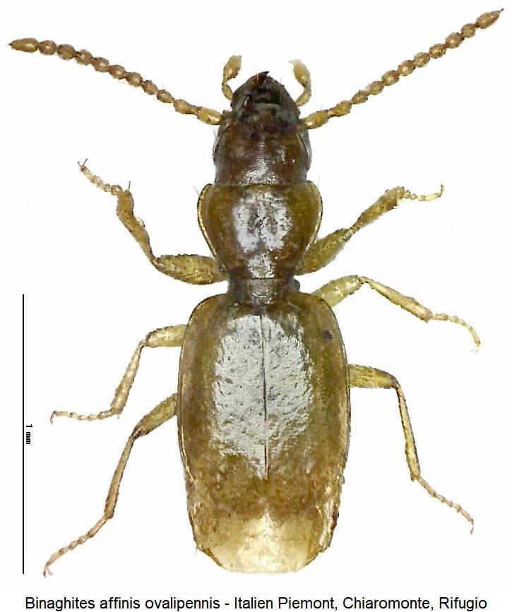 binaghites_ovalipennis_hab.jpg
