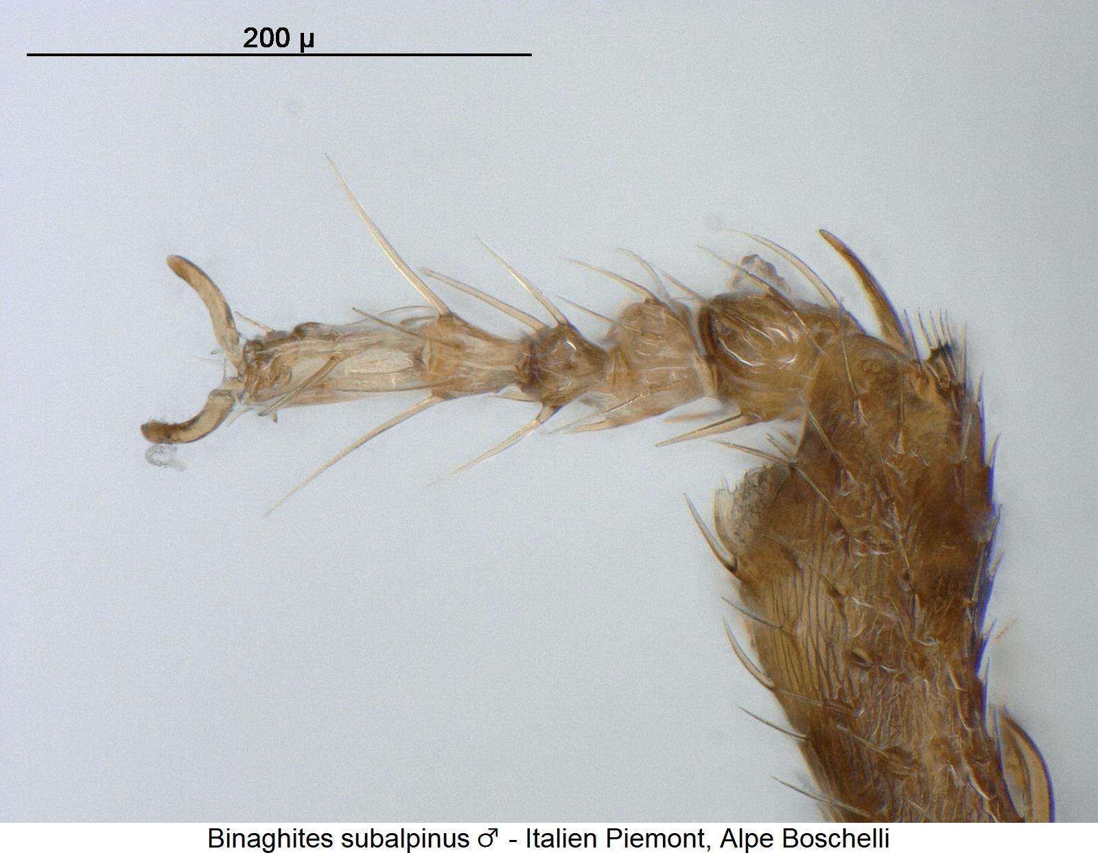 binaghites_subalpinus_m_vtr.jpg