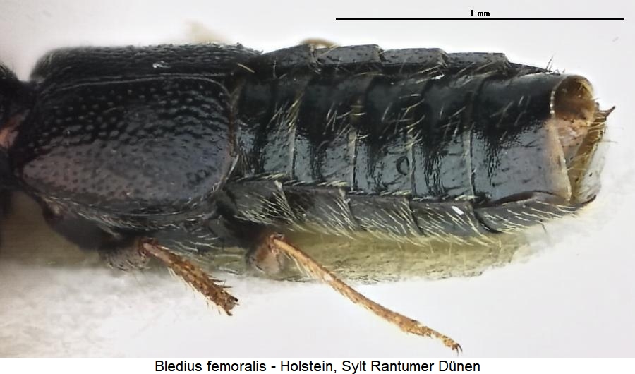 bledius_femoralis_hlb.jpg