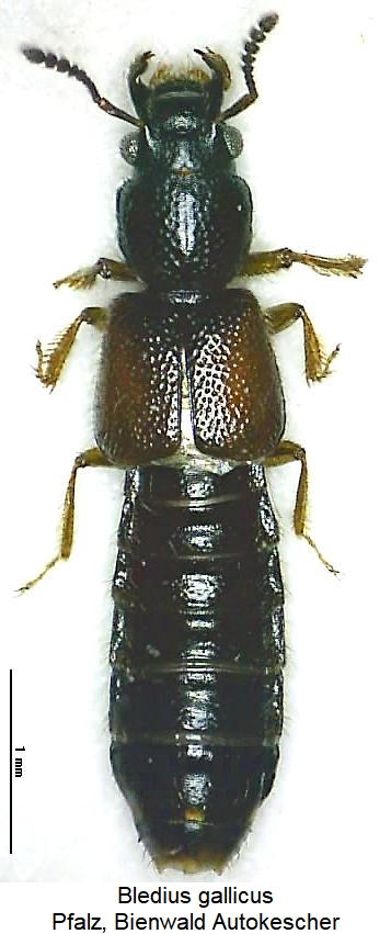 bledius_gallicus_hab.jpg
