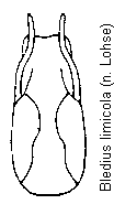 bledius_limicola.gif