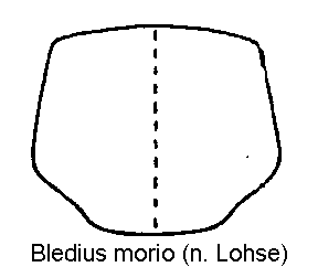 bledius_morio_hsch.gif