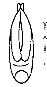 bledius_nanus.gif