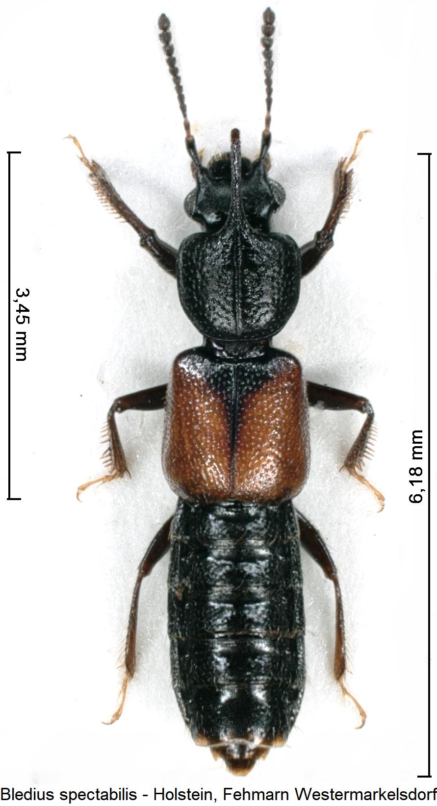 bledius_spectabilis_hab.jpg
