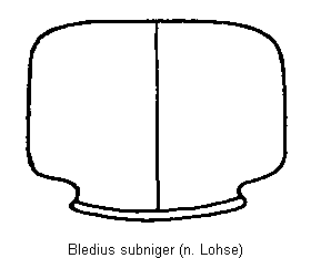 bledius_subniger_hsch.gif