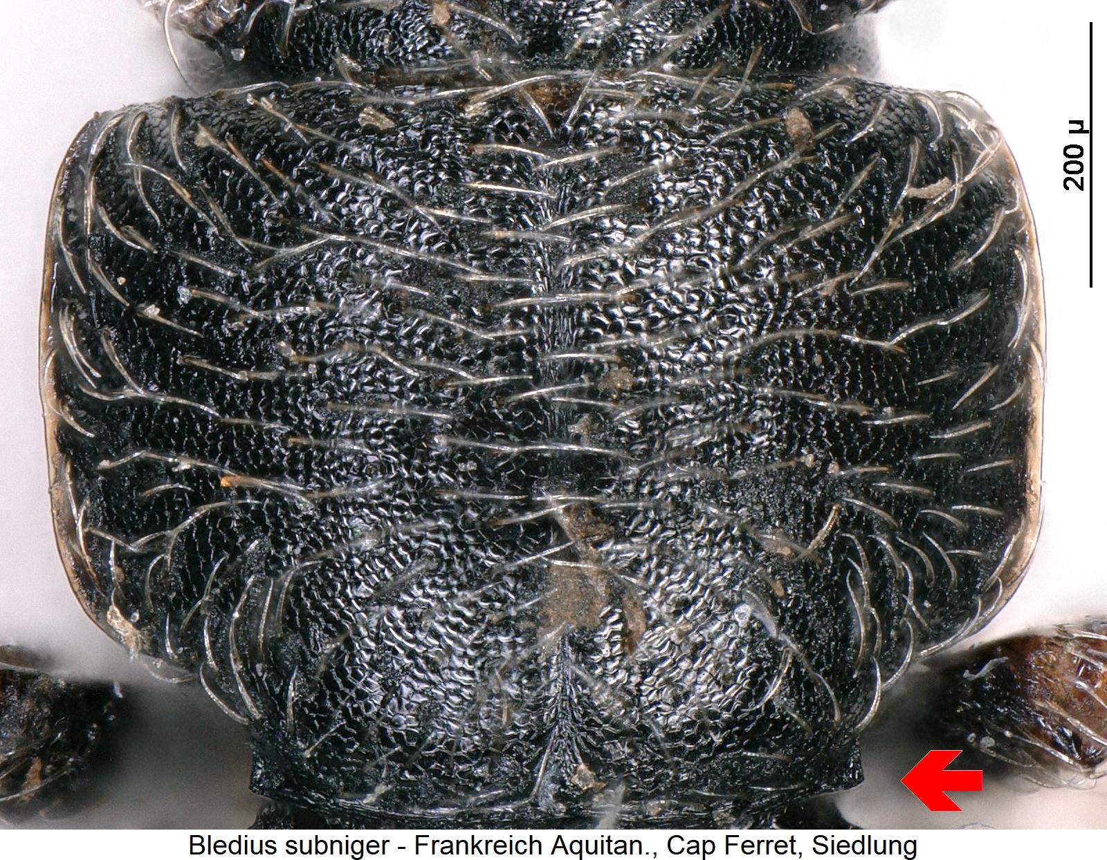 bledius_subniger_hsch1.jpg