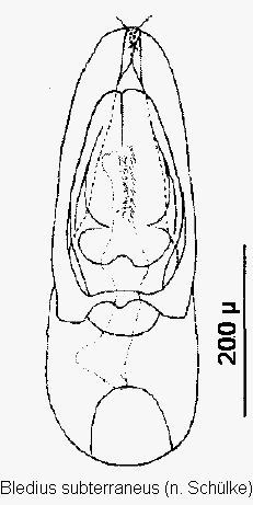 bledius_subterraneus.gif
