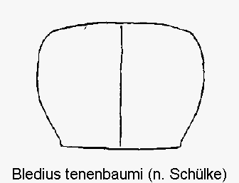 bledius_tenenbaumi_hsch.gif