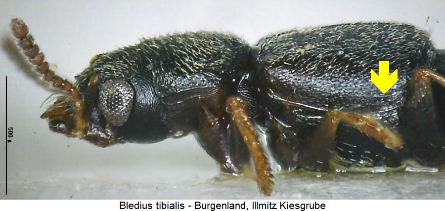 bledius_tibialis_sa.jpg