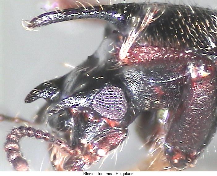 bledius_tricornis_k.jpg