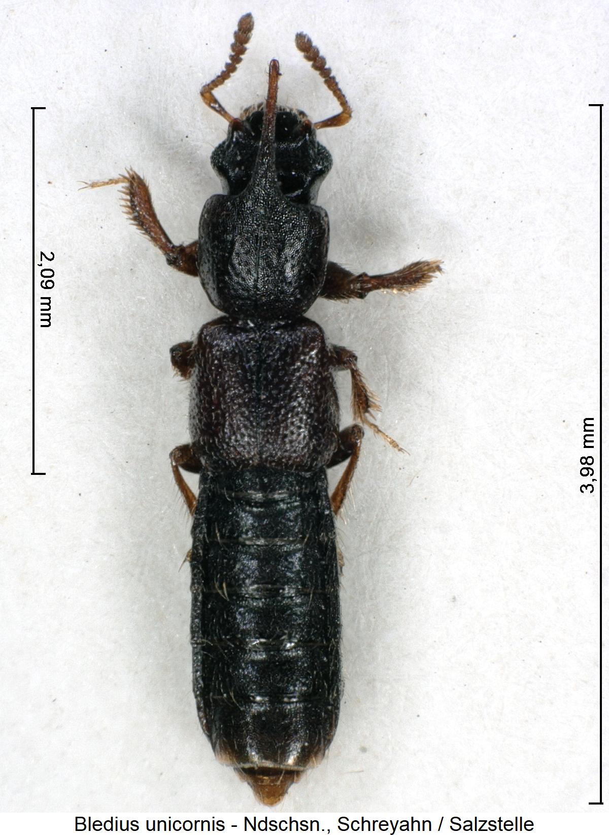 bledius_unicornis_hab1.jpg