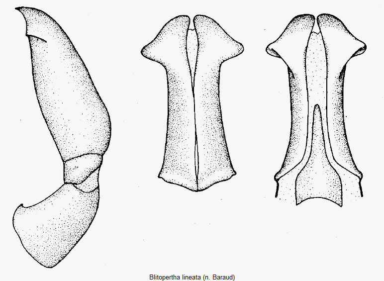 blitopertha_lineata.gif