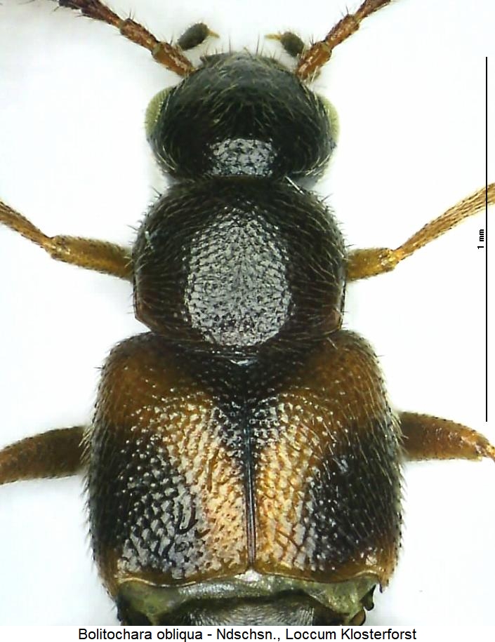bolitochara_obliqua_vk.jpg