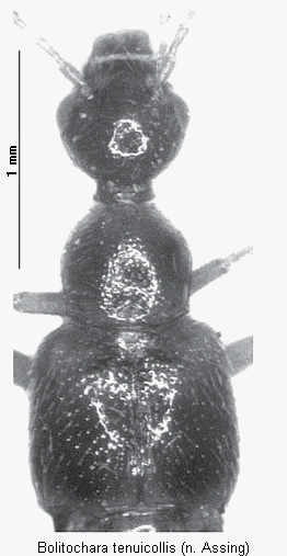 bolitochara_tenuicollis_vk.gif