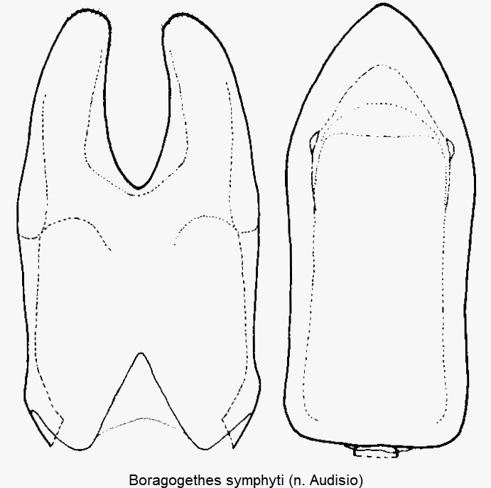 boragogethes_symphyti.gif