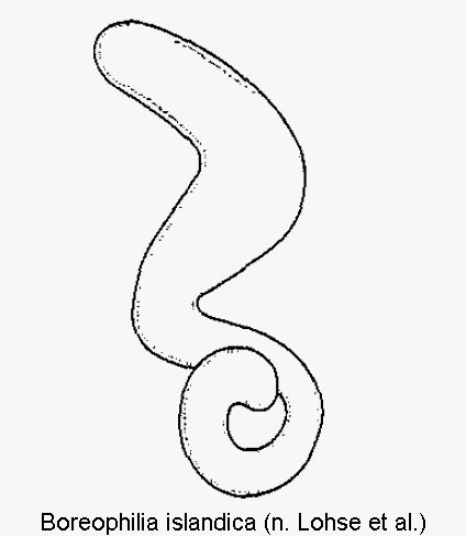 boreophilia_islandica_sperm.gif