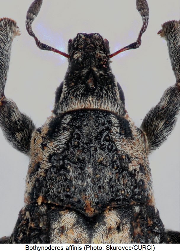 bothynoderes_affinis_vk.jpg