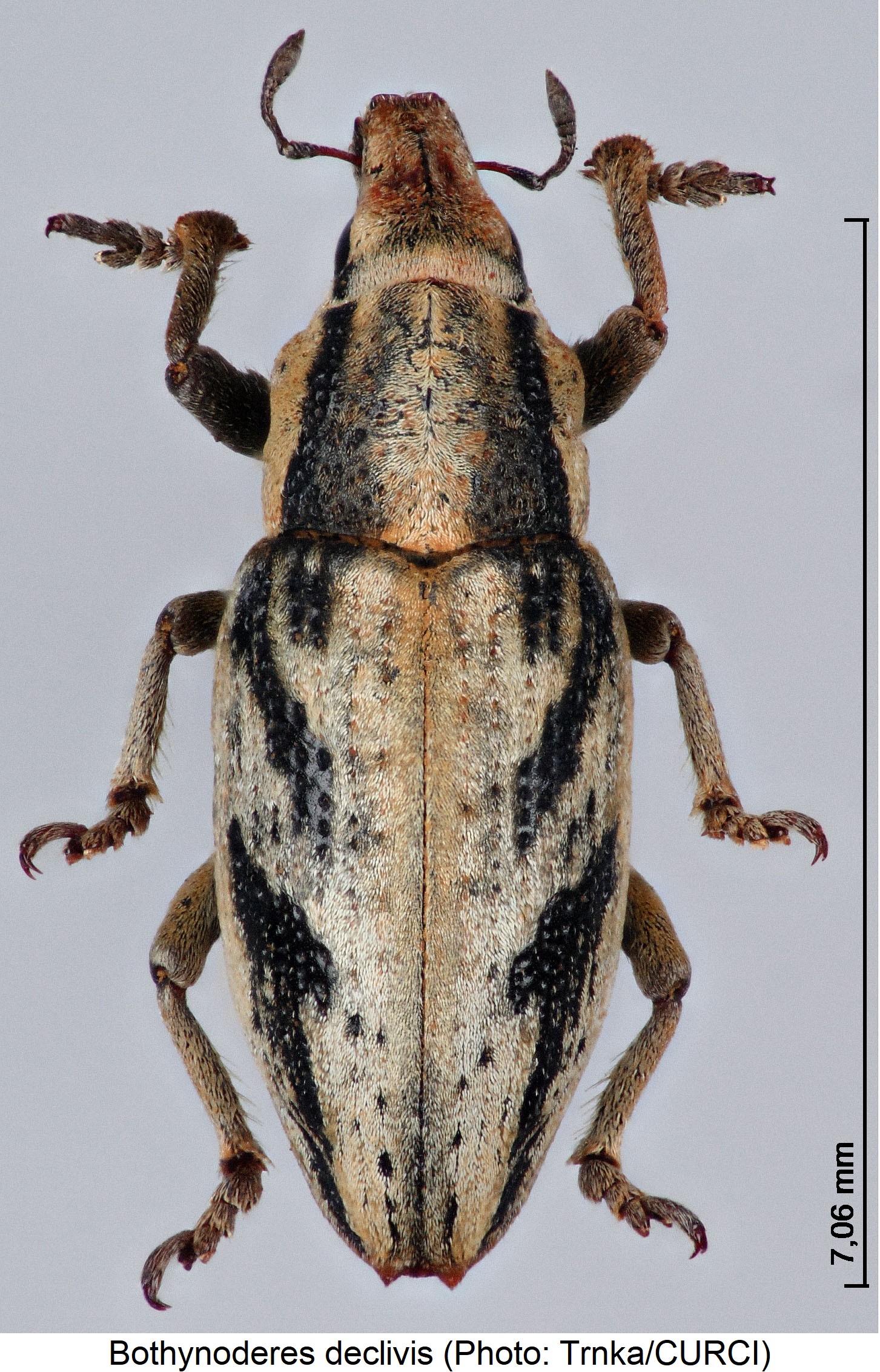 bothynoderes_declivis_hab.jpg